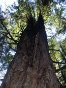 Silver Falls 12.10.05 085 